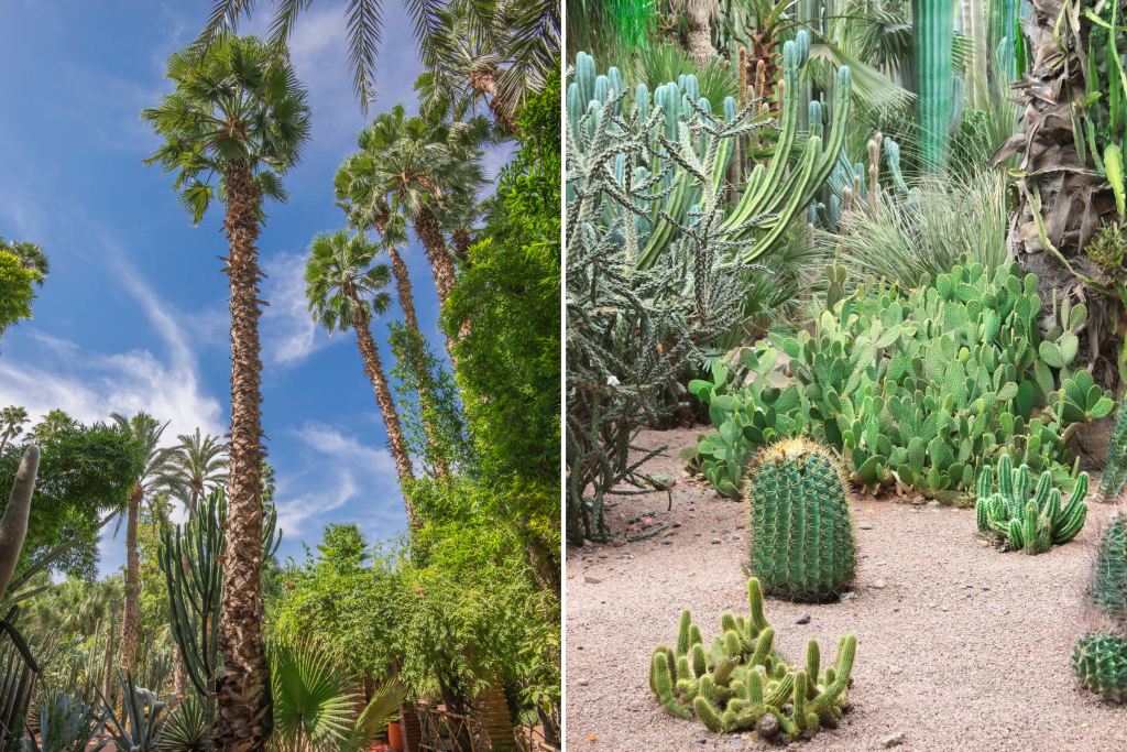 majorelle gardens - soaring palm trees and designer cacti
