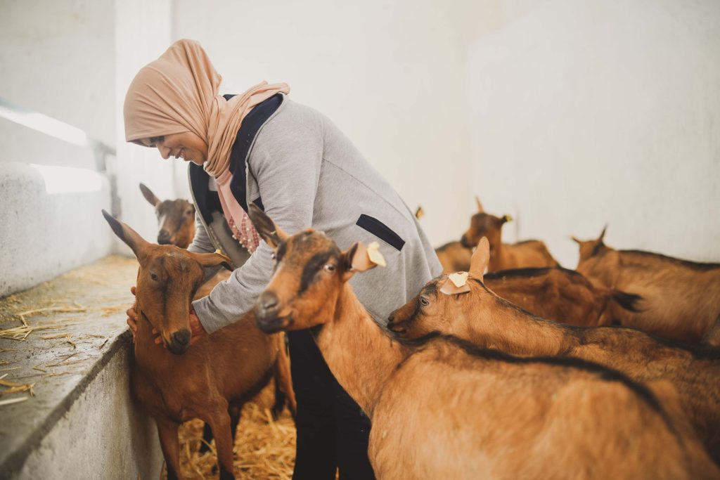 Goat farming in Morocco